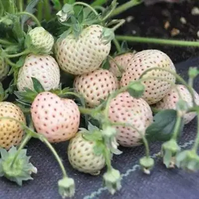 Клубника АНАНАСА ремонтантная в Жлобине