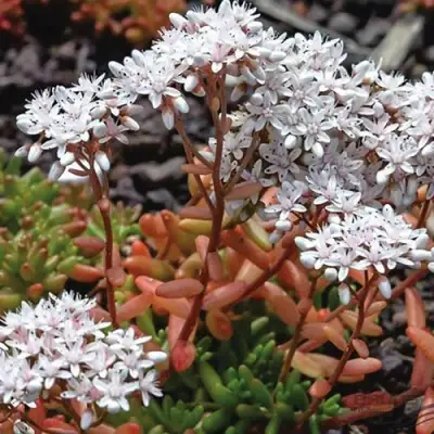 Очиток (седум) КОРАЛ КАРПЕТ белый в Жлобине