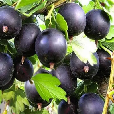 Крыжовник ЧЕРНОМОР в Жлобине