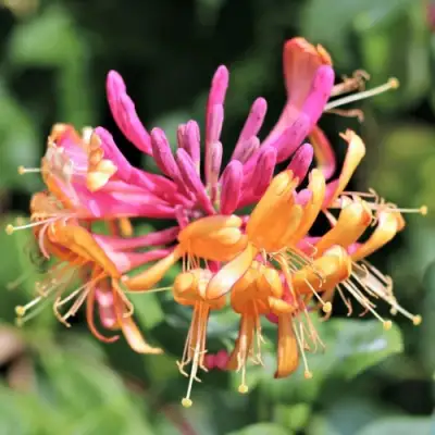 Жимолость ГЕКРОТА в Жлобине