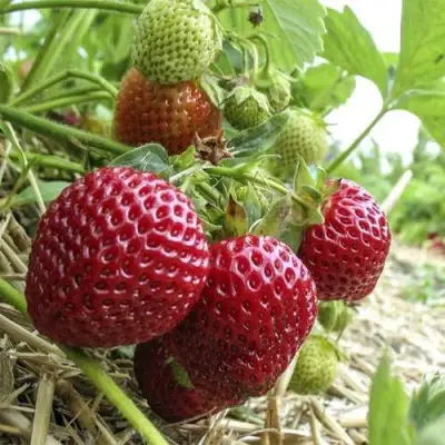 Клубника ЗЕНГА-ЗЕНГАНА в Жлобине