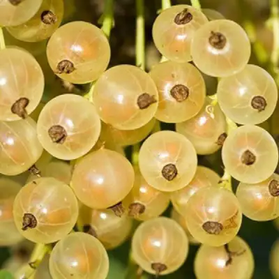 Смородина белая СМОЛЬЯНИНОВСКАЯ в Жлобине