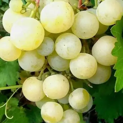 Виноград КЕША МУСКАТ в Жлобине