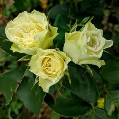 Роза ЛУВИАНА спрей в Жлобине