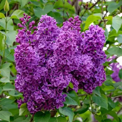 Сирень СУМЕРКИ в Жлобине