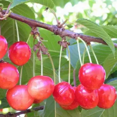 Черешня НАСЛАЖДЕНИЕ в Жлобине