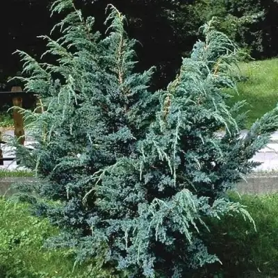 Можжевельник БЛЮ АЛЬПС китайский  в Жлобине