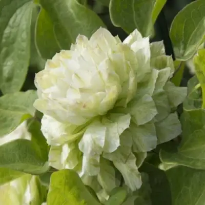 Клематис КОХАНА в Жлобине