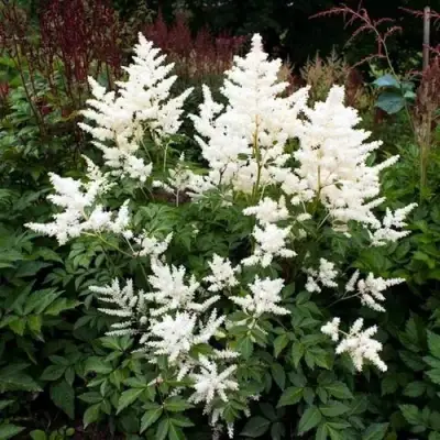 Астильба ДОЙЧЛАНД японская в Жлобине