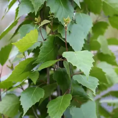 Береза ФАСТИГИАТА повислая  в Жлобине