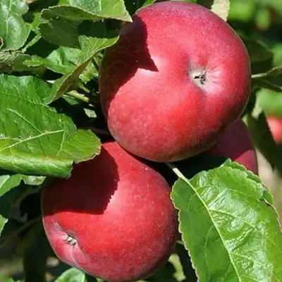 Яблоня СОЗВЕЗДИЕ колонновидная в Жлобине