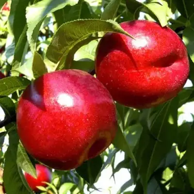 Нектарин ХАРКО в Жлобине