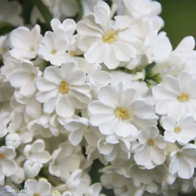 Сирень РОЧЕСТЕР в Жлобине