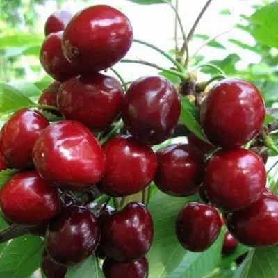 Черешня ГРОНКАВАЯ в Жлобине