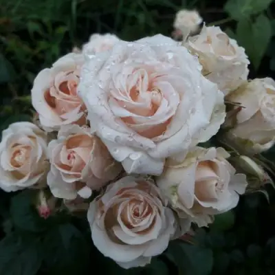 Роза ЯНА спрей в Жлобине