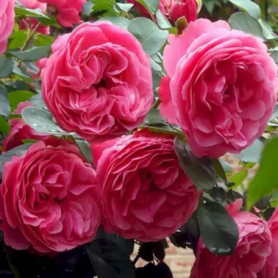 Роза ЛЕОНАРДО ДА ВИНЧИ флорибунда в Жлобине