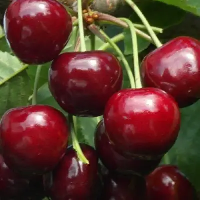 Черешня ГРОНКАВАЯ в Жлобине
