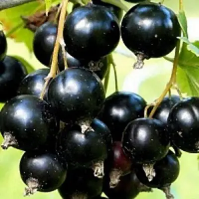 Смородина чёрная СОКРОВИЩЕ в Жлобине