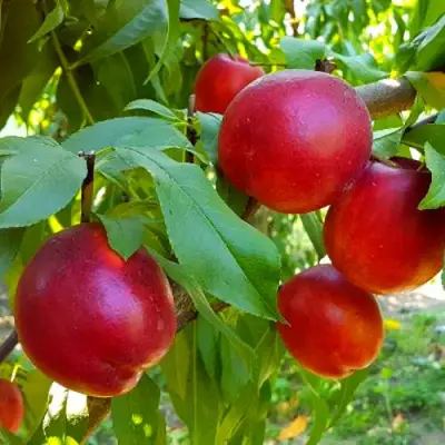 Нектарин НЕКТАРЕД-4 в Жлобине