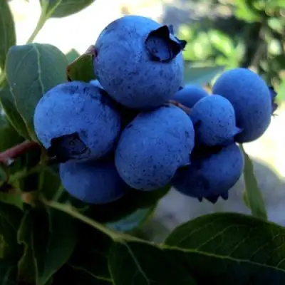 Голубика ДЖЕРСИ в Жлобине