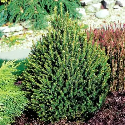 Ель КОМПАКТА обыкновенная в Жлобине