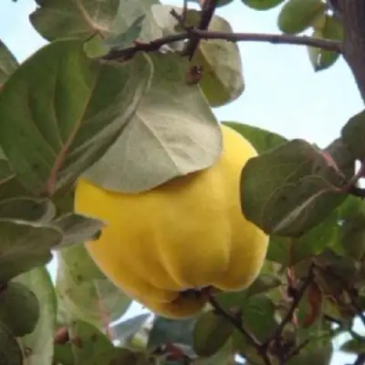 Айва АКАДЕМИЧЕСКАЯ в Жлобине