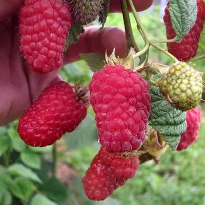 Малина МАРОСЕЙКА в Жлобине