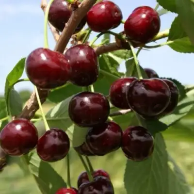 Вишня ГРИОТ БЕЛОРУССКИЙ в Жлобине