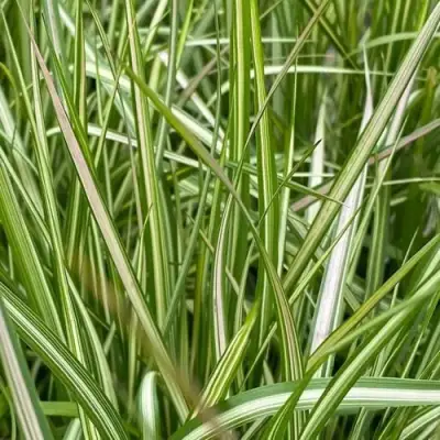 Вейник АВАЛАНШ остроцветковый в Жлобине