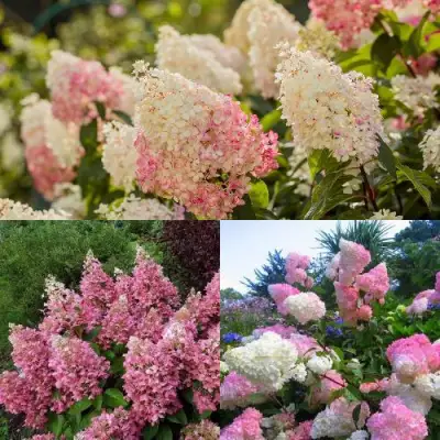 Комплект ЯГОДНОЕ МОРОЖЕНОЕ в Жлобине