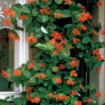 Жимолость ДРОМПОР СКАРЛЕТТ брауна в Жлобине