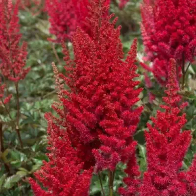 Астильба СКАЙСКРЕЙПЕР китайская в Жлобине