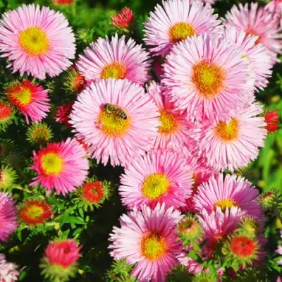 Астра РУДЕЛЬСБУРГ новоанглийская в Жлобине