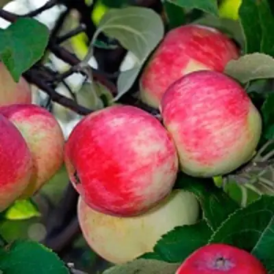 Яблоня СЕРЕБРЯНОЕ КОПЫТЦЕ в Жлобине