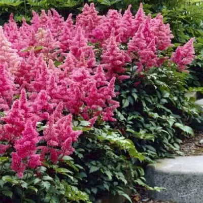 Астильба БОНН японская в Жлобине