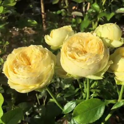 Роза КАТАЛИНА спрей в Жлобине