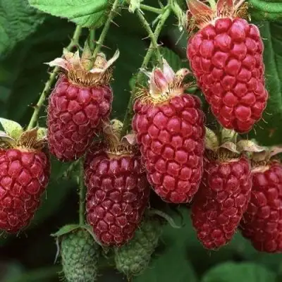 Малина РУБИНОВОЕ ОЖЕРЕЛЬЕ в Жлобине