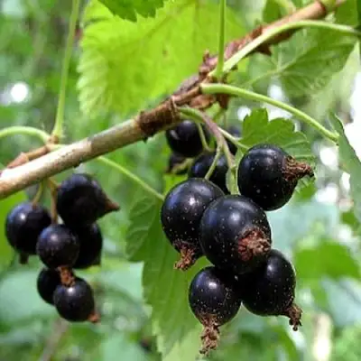 Смородина чёрная БИНАР в Жлобине