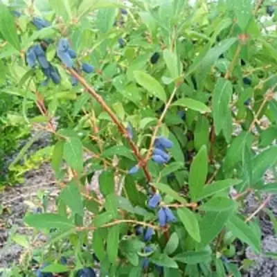 Жимолость съедобная АМФОРА в Жлобине