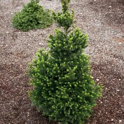 Ель ВИЛС ЦВЕРГ обыкновенная в Жлобине