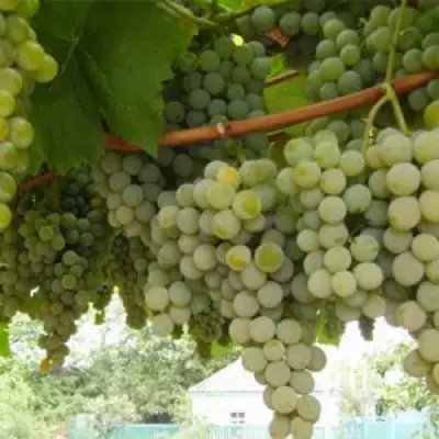 Виноград АНАНАСНЫЙ РАННИЙ в Жлобине