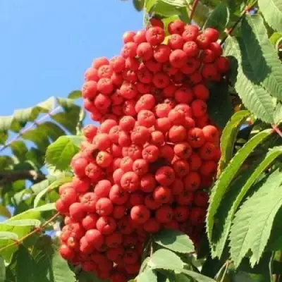 Рябина НЕВЕЖИНСКАЯ сладкоплодная в Жлобине