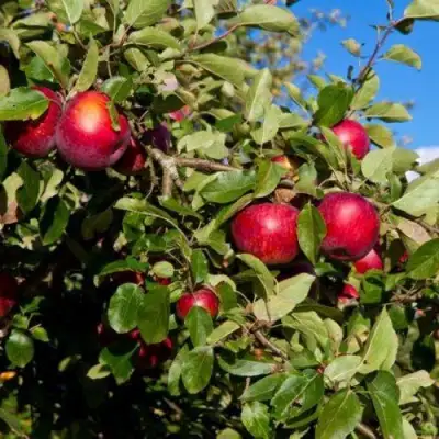 Яблоня СЯБРЫНА в Жлобине