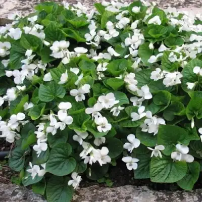 Фиалка АЛЬБИФЛОРА сестринская в Жлобине