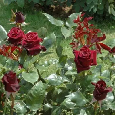 Роза БЛЭК БАККАРА чайно-гибридная в Жлобине