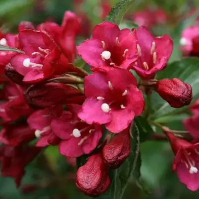 Вейгела ЕВА РАТКЕ в Жлобине