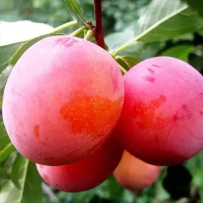 Слива КОМЕТА в Жлобине