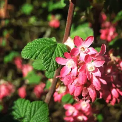 Смородина кроваво-красная ПУЛБОРО СКАРЛЕТ  в Жлобине