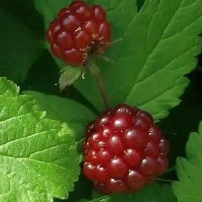 Княженика КЛОН в Жлобине