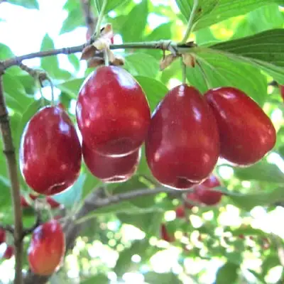 Кизил ЛУКЬЯНОВСКИЙ в Жлобине